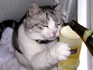 gato_cerveza.jpg