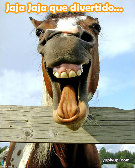 xtdg7_caballos-riendose.jpg