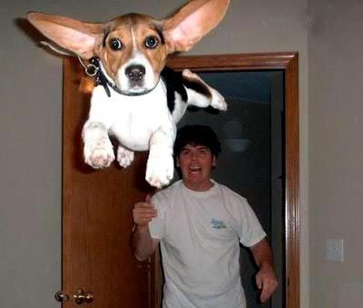 funny-animal-pictures-2.jpg