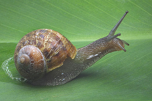 caracol1.jpg
