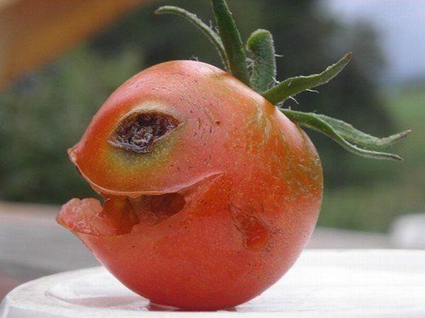 fun_with_food_62.jpg