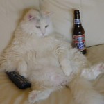 lazy-cat-150x150.jpg