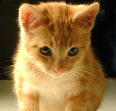1gato911.jpg