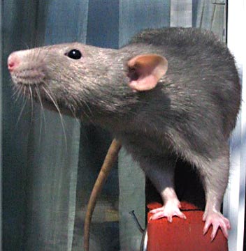 rat.jpg