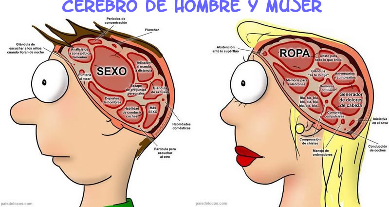 cerebro-hombre-y-mujer-011.jpg