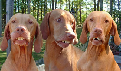 perros.jpg