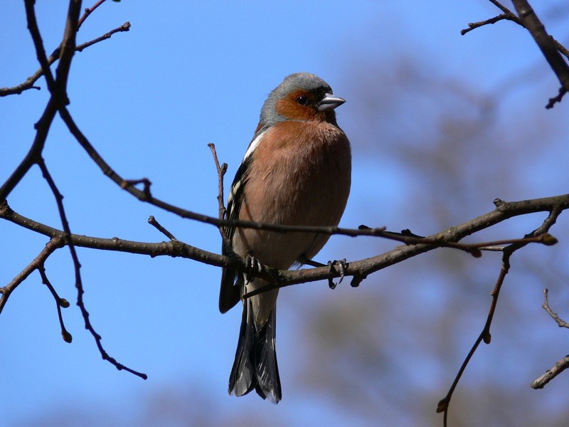 bird-in-tree2.jpg