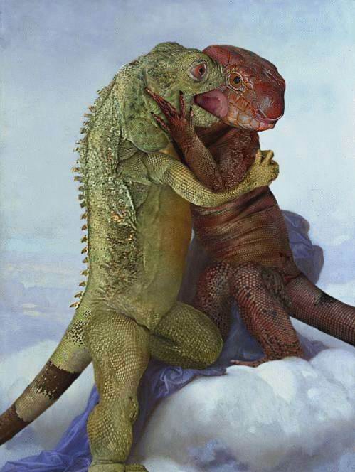 amor-lagartos-795354.jpg