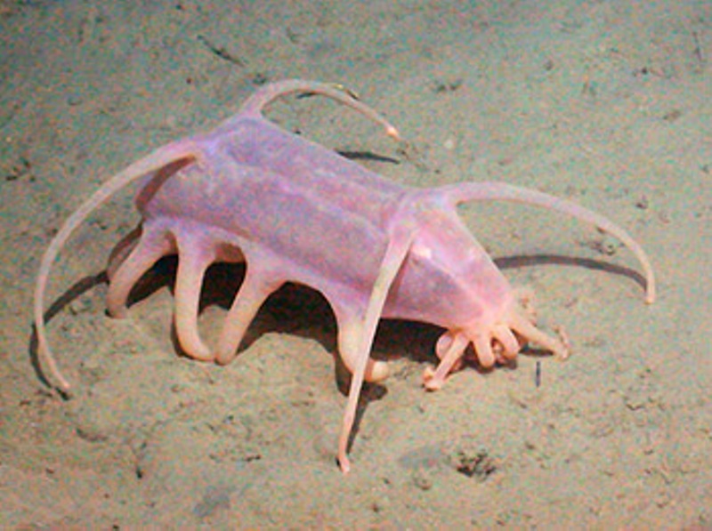 animales_raros.jpg