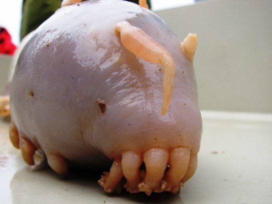 cerdo_mar.jpg