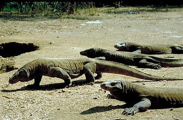 dragon-komodo.jpg