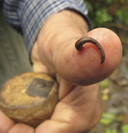 260px-Leech-4056.jpg