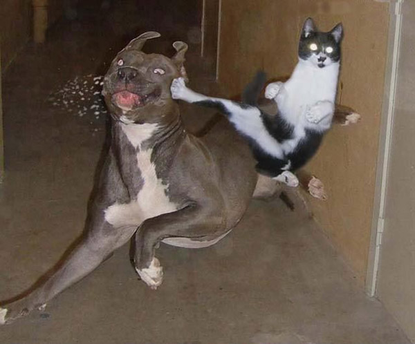 fotos-graciosas-perros-gatos.jpg