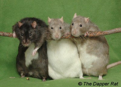 3-ratas.jpg