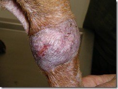 cancerperros_thumb.jpg