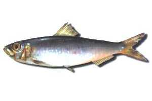 sardina.jpg