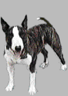 dog-graphics-bull-terrier-654479.gif