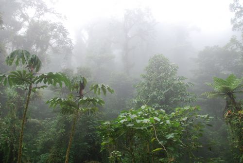mlg-perfect-cloudforest-monteverde.jpg