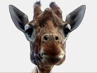 Girafa.gif