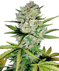 super-skunk-autoflowering-image.jpg