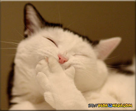 cat_laugh.jpg