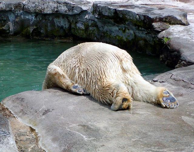 hangover-bear.jpg