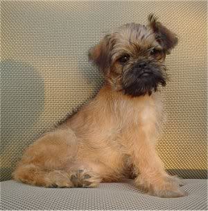 GriffonMia13Weeks.jpg