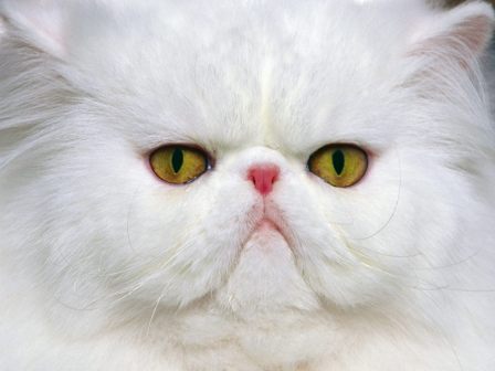 White-Persian-Cat-Wallpaper-Desktop.jpg