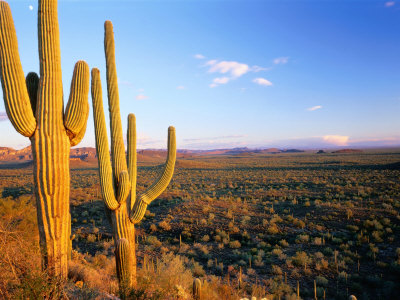 blakers-rob-saguaro-cactus-carnegiea-gigantea-in-desert-superstition-mountains-arizona-usa.jpg