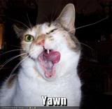 yawn.jpg