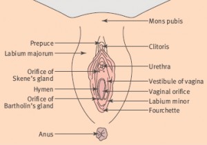 Bartholin-Gland-Pictures-300x210.jpg