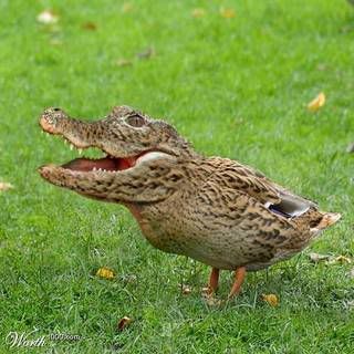 alligator.jpg