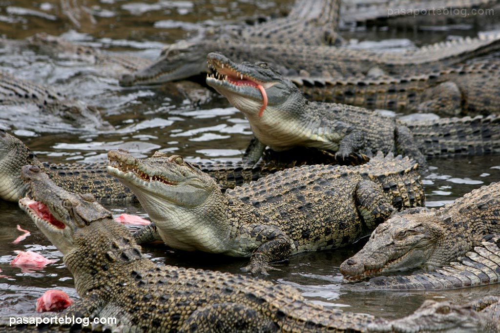 cocodrilos-luchando-por-com.jpg