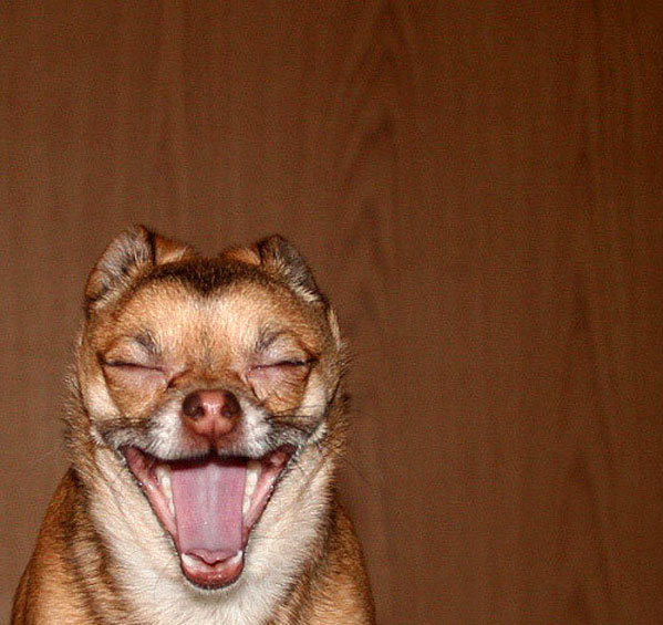 animales-divertidos-perro-riendo.jpg