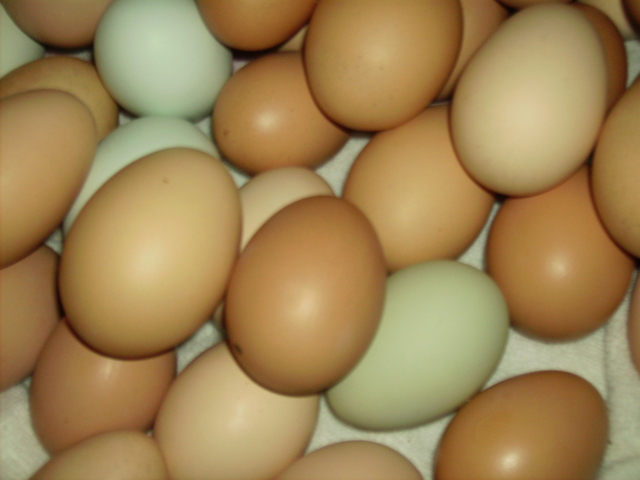 loose_eggs_006.jpg