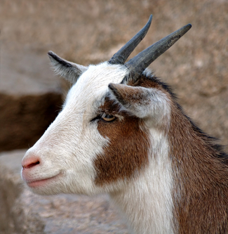 chivo.jpg
