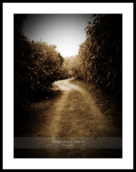 the_road____by_alecampos77-d3asasy.jpg