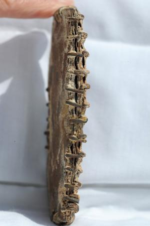 rexusa_758126p.jpg