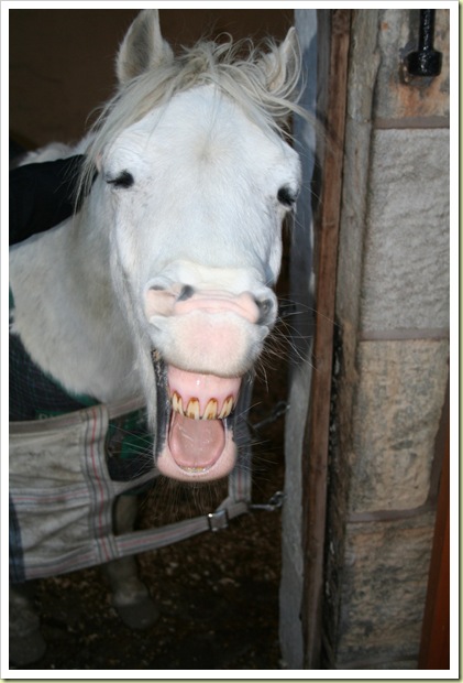 15-funny-animals-laughing-horse.jpg
