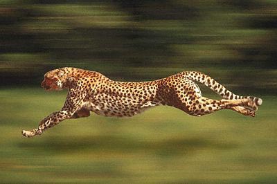 Cheetah_run.jpg