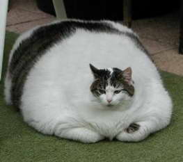 gato-gordo.jpg