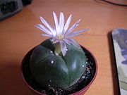 180px-Flowering_peyote_cactus.jpg