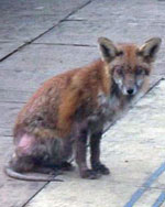 mangy-fox-734744.jpg