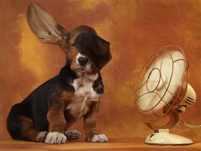 perro-calor-ventilador.jpg